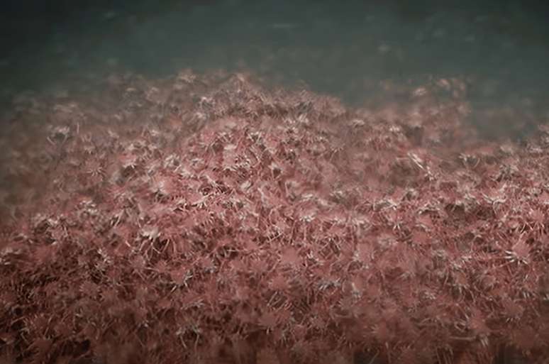 O tapete formado por milhares de indiv&iacute;duos pode impactar diretamente outras esp&eacute;cies bent&ocirc;nicas, seja oferecendo alimento para peixes e aves marinhas, seja competindo por espa&ccedil;o e recursos &ndash; Divulga&ccedil;&atilde;o/Schmidt Ocean Institute