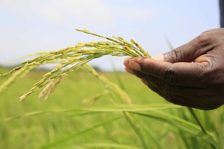 Slow Food Itália disse que sistema alimentar também pode ser solução para crise climática