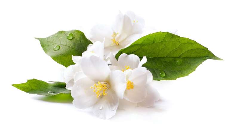 Em 2025, a planta mant&eacute;m seu valor sagrado e terap&ecirc;utico, inspirando pr&aacute;ticas de bem-estar e equil&iacute;brio interior que unem espiritualidade antiga e vida moderna -depositphotos.com / Konstanttin