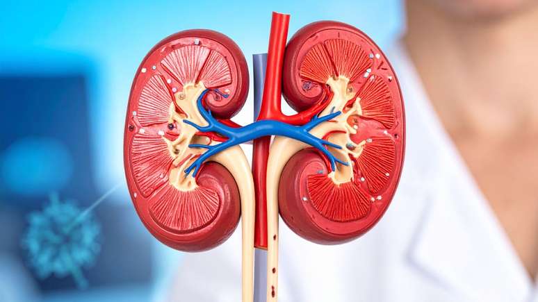 Estudo mostra que a doen&ccedil;a renal cr&ocirc;nica afeta 14% dos adultos e causou 1,5 milh&atilde;o de mortes em 2023; especialistas alertam para diagn&oacute;stico