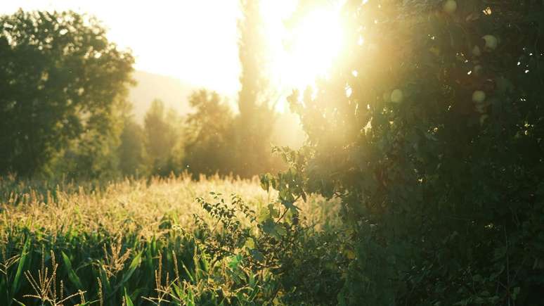 A presença do Orixá Regente de 2026 promete um ciclo marcado por aprendizados, equilíbrio e colheitas abundantes