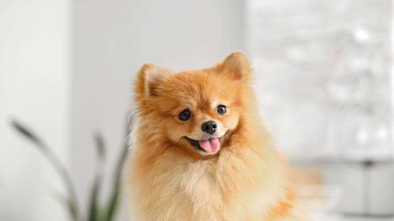 Para manter o visual impecável, são essenciais escovações frequentes, alimentação equilibrada e acompanhamento veterinário, garantindo saúde e bem-estar por muitos anos -depositphotos.com / serezniy