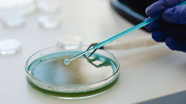 Nem todas as bactérias fazem mal