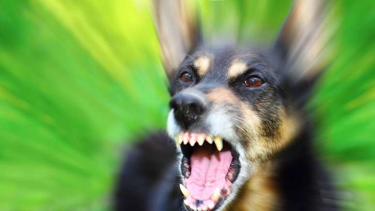 A raiva é uma das doenças mais letais do mundo, transmitida principalmente por mordidas de cães, gatos e morcegos infectados – depositphotos.com / tverkhovinets