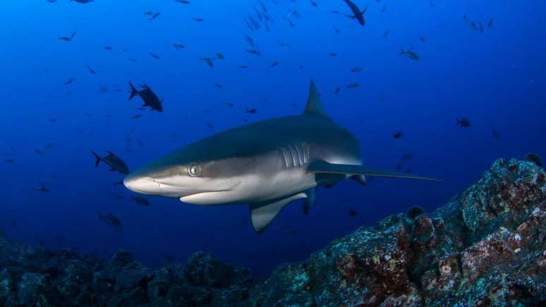 O tubarão-das-galápagos pode atingir até três metros de comprimento
