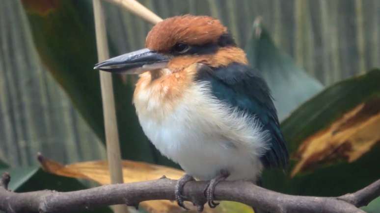 Após 40 anos considerado extinto na natureza, pássaro sihek volta a voar livre graças a esforços globais de reprodução e reintrodução 