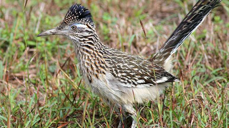 Símbolo de resistência e adaptação, essa ave pode viver até 10 anos, desafiando o calor intenso e a escassez de água dos ambientes mais extremos do continente americano – depositphotos.com / randimal