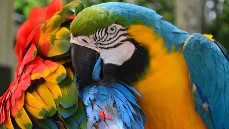 Arara na Amazônia depositphotos.com / marktucan