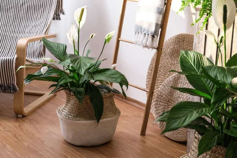 Plantas e cristais ajudam a livrar o lar de energias negativas