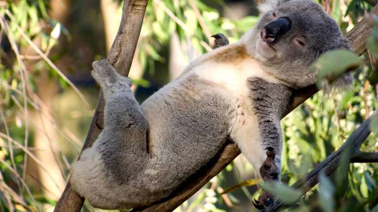 Coala – depositphotos.com / woodstock