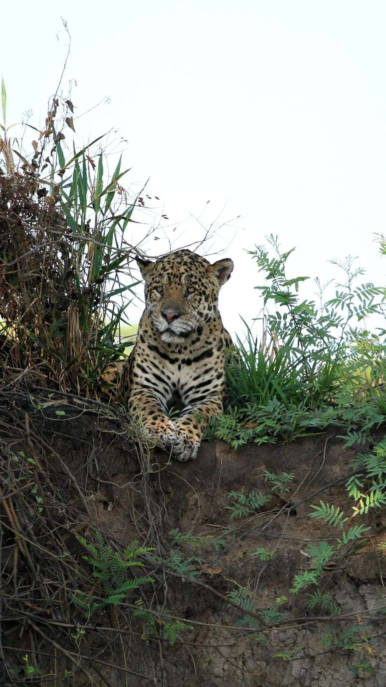 Parque Estadual Encontro das Águas, no Pantanal Norte 