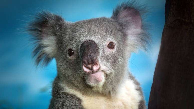 Coala – depositphotos.com / preechasi2002@gmail.com