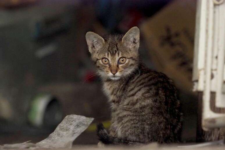 Abrigo de gatos em Muratella receberá herança deixada por bibliotecária