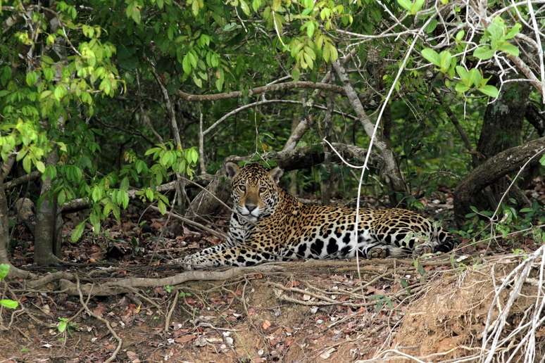 Pantanal Norte, no Mato Grosso 