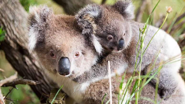 Coala – depositphotos.com / anna_levan