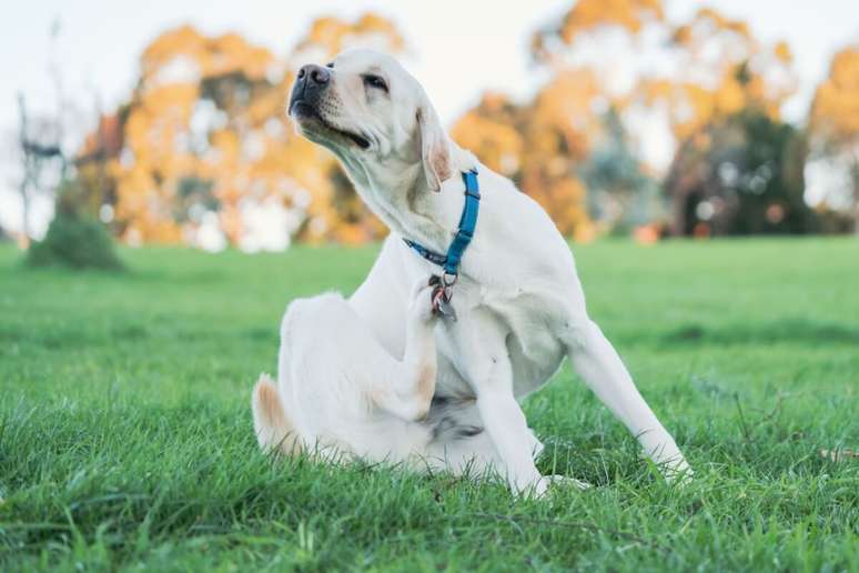 As pulgas são muito comuns em cães e gatos e podem, além do desconforto, transmitir doenças aos animais