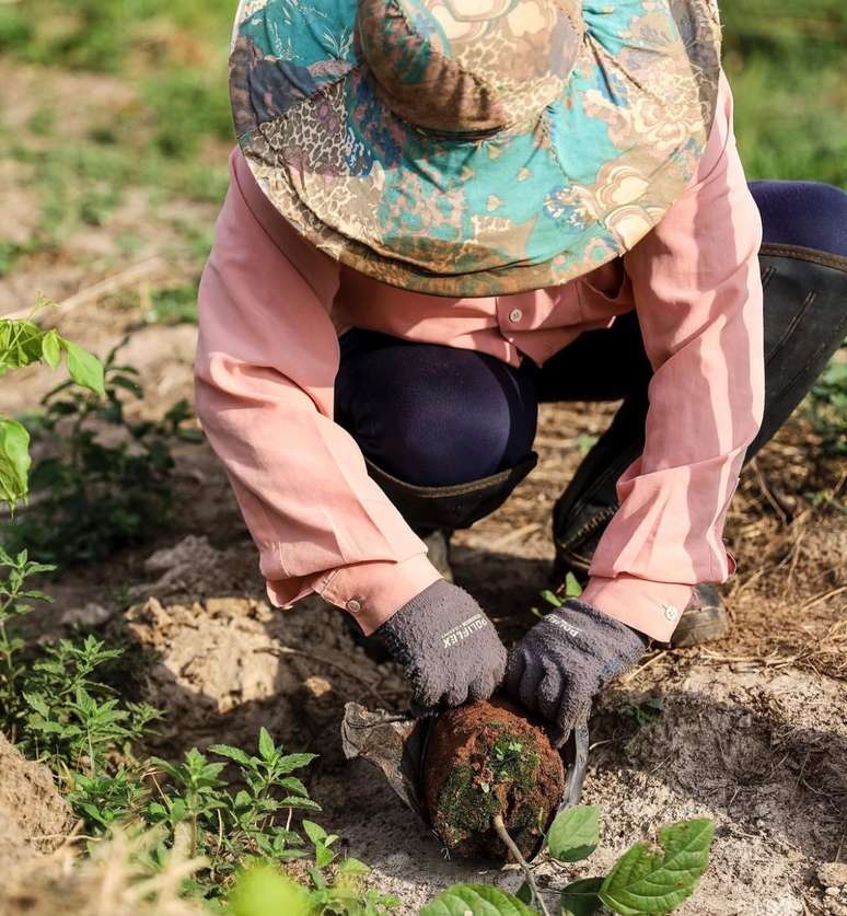 Uma empresa calcula quantas árvores precisam ser plantadas para compensar as emissões de carbono da marca de roupas