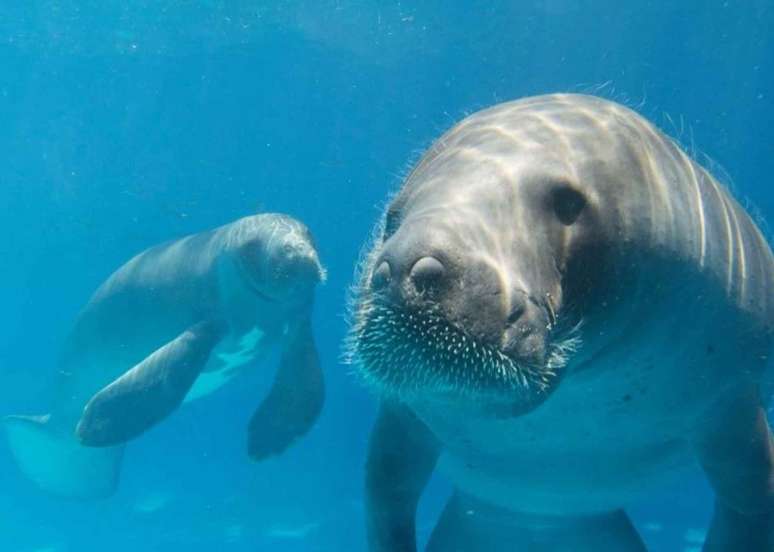 Ao se alimentar de vegetação aquática, o peixe-boi contribui para a ciclagem de nutrientes e a regeneração natural dos ecossistemas fluviais – Divulgação