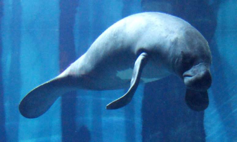 A conservação da espécie depende da proteção dos rios e do engajamento das comunidades amazônicas na luta contra a caça e a degradação ambiental – Ampa/ Divulgação