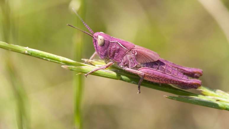 Unlike the camouflaged green specimens, pink grasshoppers are more vulnerable to predators