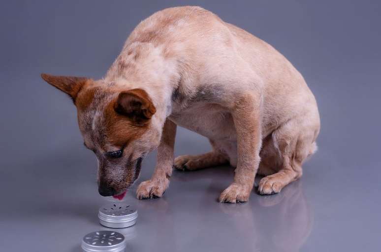 Guria &eacute; treinada para identificar quando tutora est&aacute; em crise de diabetes ou glicemia