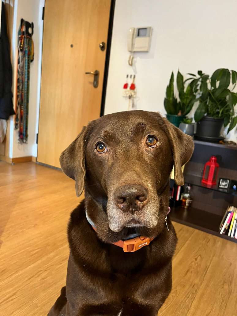 Planta causou hepatopatia aguda