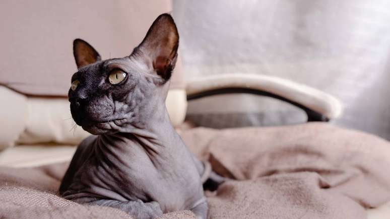 Sem pelos para absorver oleosidade, a raça exige cuidados especiais, como banhos regulares, higienização das orelhas e proteção contra sol e frio – depositphotos.com / elina.nova