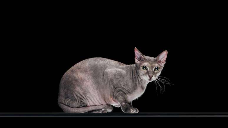 Conhecido por ser carinhoso e sociável, o gato Sphynx adora estar perto de seus tutores e buscar calor humano – depositphotos.com / VadimVasenin