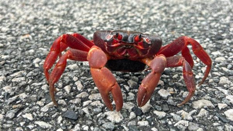 Red crabs leave the forest and spawn in the sea.