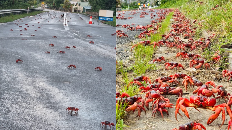 The world's largest crab migration takes place on Australia's Christmas Island