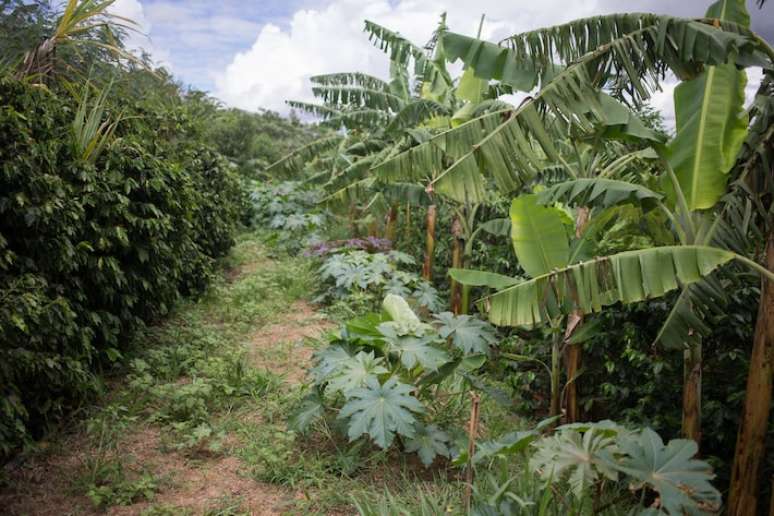 Agroflorestas, como esta em Campinas (SP), são um exemplo de solução baseada na natureza que remunera bem os investimentos