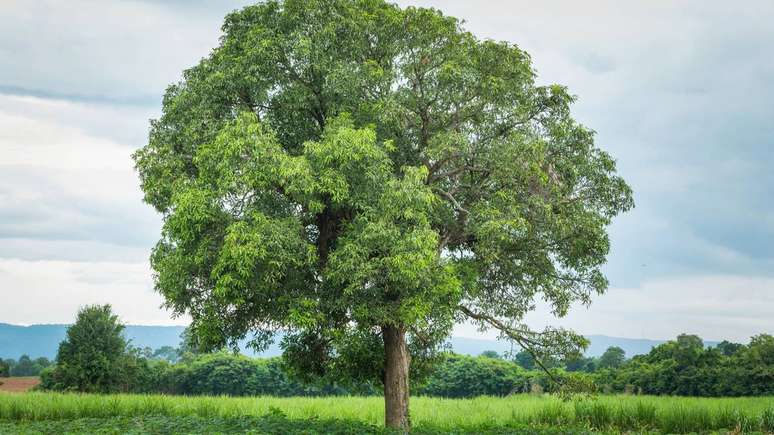 Apesar de n&atilde;o existir cura definitiva para a seca-da-mangueira, o manejo correto pode diminuir consideravelmente os preju&iacute;zos em pomares &ndash; depositphotos.com / smuayc