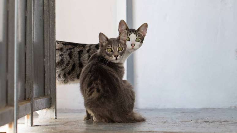 Isolamento, lambedura excessiva e mudanças no apetite: fique atento aos sinais de ansiedade no seu gato – depositphotos.com / MillaFedotova