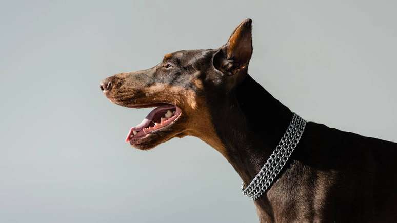 Raças como Pastor Alemão, Rottweiler, Fila Brasileiro e Dobermann são conhecidas pelo forte senso de proteção, exigindo socialização e treinamento adequados desde filhotes – depositphotos.com / IgorVetushko