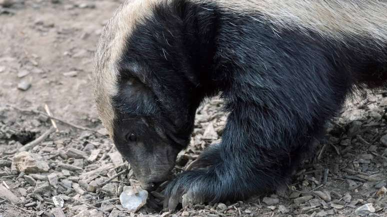 Texugo do mel &ndash; depositphotos.com / phil_bird