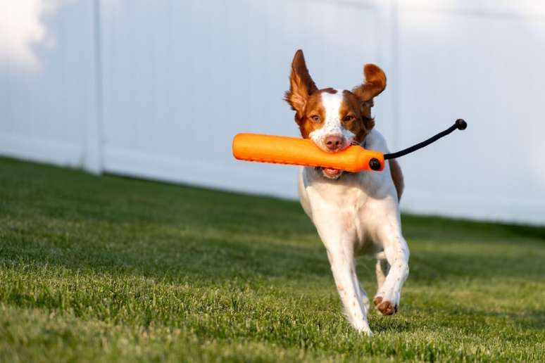 O spaniel bretão precisa de estímulos físicos e mentais para ter uma vida longa e saudável 