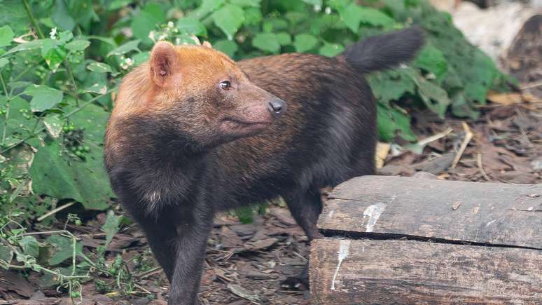 Cachorro-vinagre &ndash; depositphotos.com / martinleber@hotmail.com