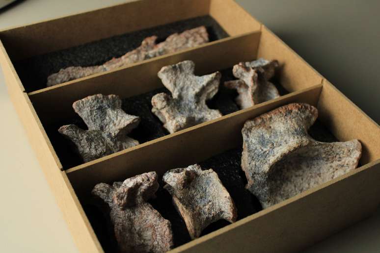 Novo réptil fóssil foi descoberto por pesquisadores da Universidade Federal de Santa Maria (UFSM)