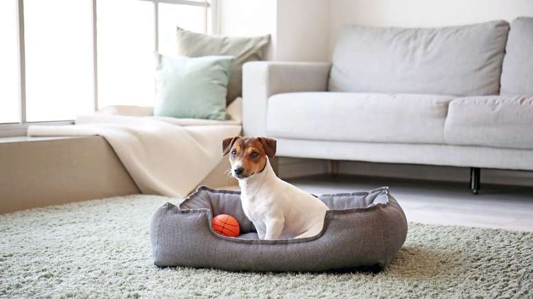 Cães percebem a ausência do tutor e podem sentir saudade ou ansiedade de separação; entenda como prevenir a situação