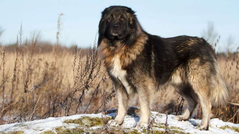 Ele tem um porte f&iacute;sico intimidador &ndash;