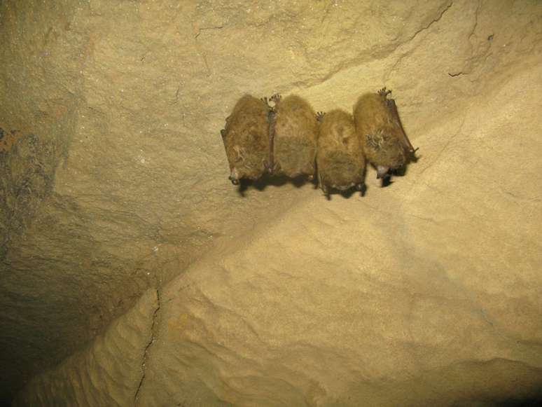 O extenso per&iacute;odo de sono do morcego-marrom est&aacute; associado &agrave; estrat&eacute;gia de conserva&ccedil;&atilde;o de energia, especialmente em per&iacute;odos de escassez alimentar ou baixas temperaturas &ndash; David A. Riggs/Wikimedia Commons