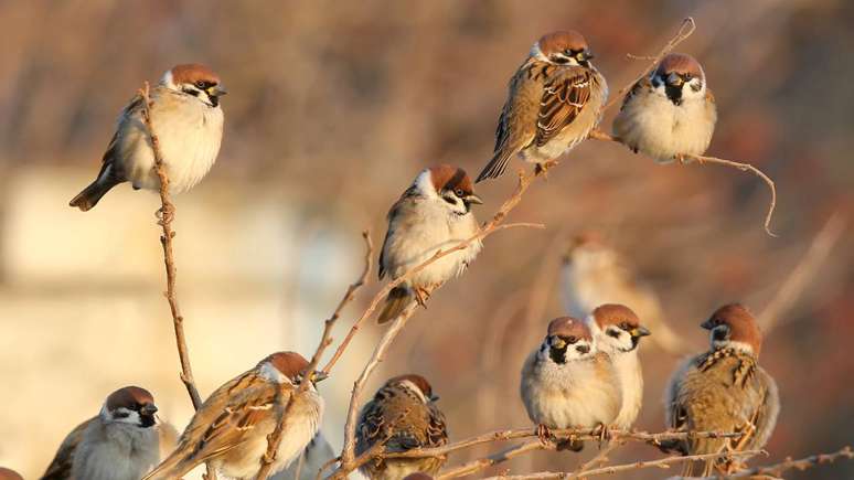 Com cerca de 16 centímetros de comprimento e peso que varia normalmente entre 24 a 40 gramas, o pardal apresenta plumagem predominantemente marrom com nuances acinzentadas – depositphotos.com / voodison