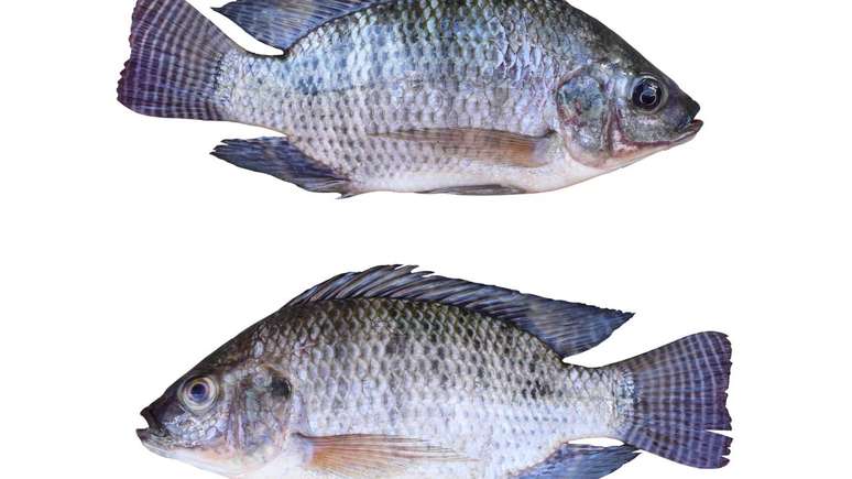 Tilápia – depositphotos.com / meepoohyaphoto