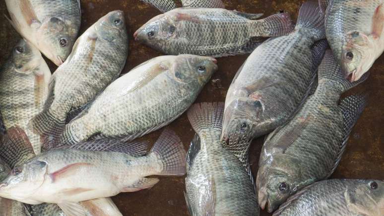 Tilápia – depositphotos.com / olovedog1