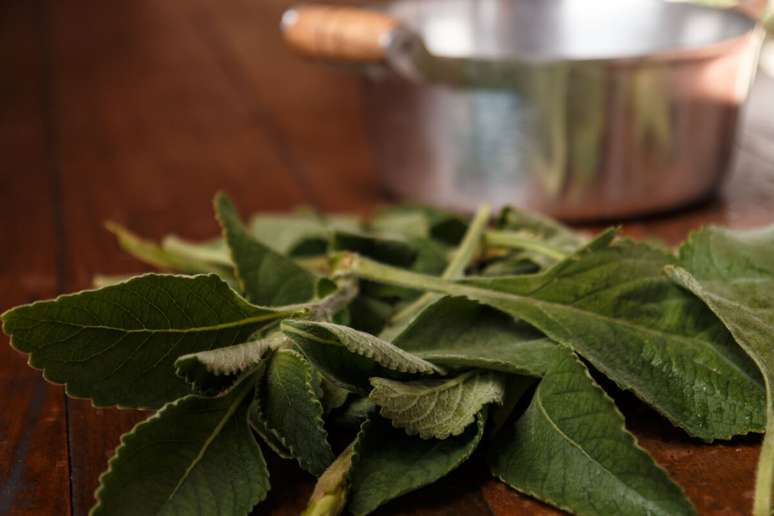 O banho de boldo &eacute; um dos mais poderosos quando o assunto &eacute; eliminar energias negativas 