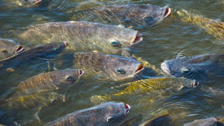 Tilápia – depositphotos.com / neenawat555