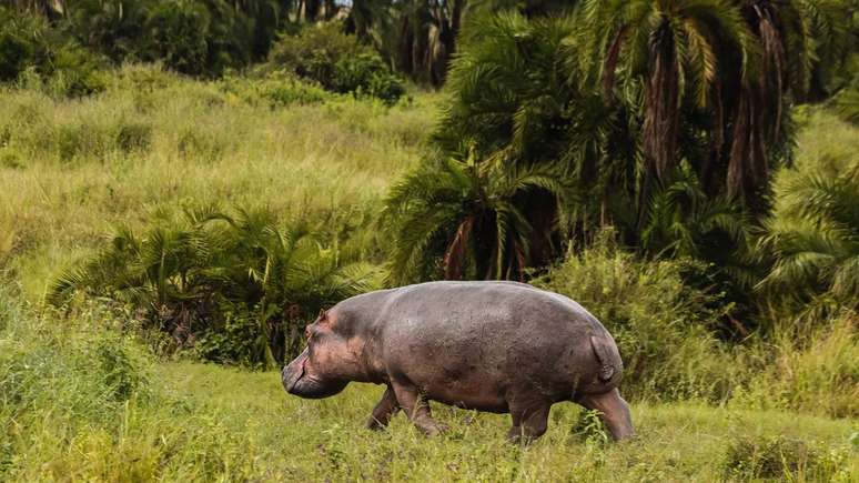 A confusão surgiu por causa do chamado “suor de sangue”, uma secreção avermelhada que protege a pele do animal contra o sol e infecções -depositphotos.com / LopezGuillaumeBO