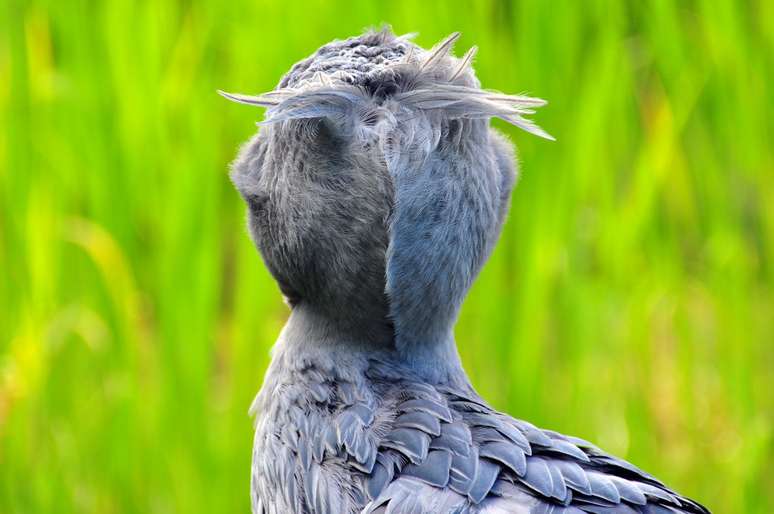 A esp&eacute;cie n&atilde;o passa despercebida na natureza &ndash; wikimedia commons/Olaf Oliviero Riemer