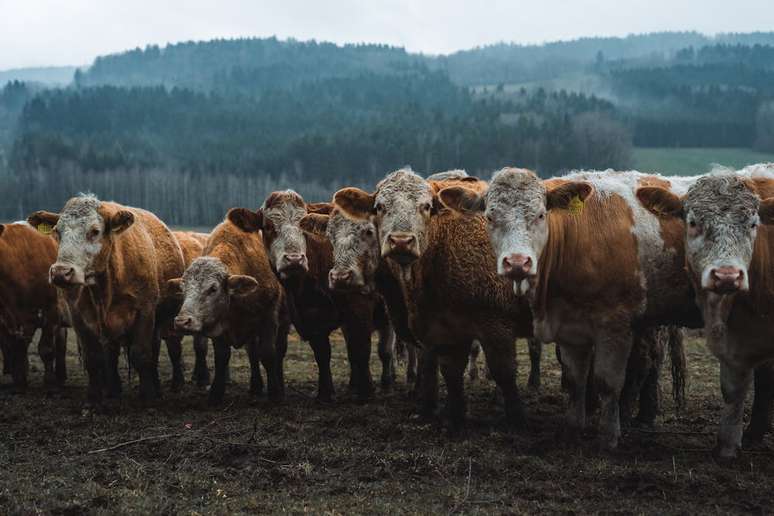 Burping cows are responsible for about a quarter of human-caused emissions of methane: a potent greenhouse gas. Jawinter / shutterstock