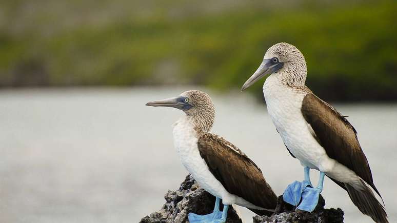 atob&aacute; &ndash; depositphotos.com / adwo@hotmail.com